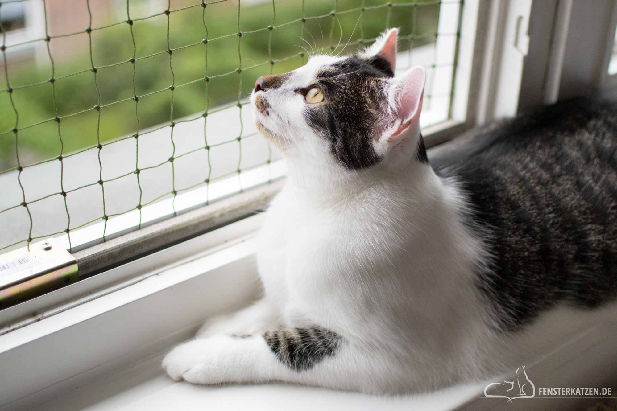 Fenstersicherung für Katzen ohne Bohren selber bauen - DIY